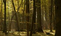 Stadtwald eröffnet Naturwaldpfad im Lauerholz